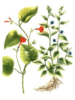 Botanik.