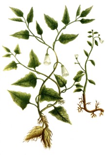 Botanik.