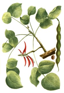 Botanik.