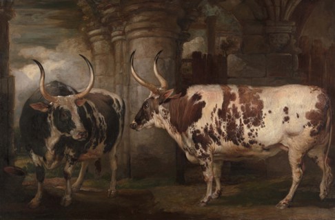 Animals