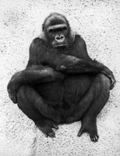 Pogo The Lowland Gorilla