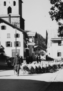 Flock of sheep in Bergün 1952.