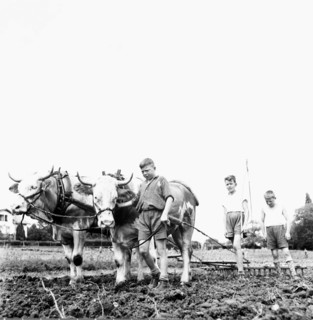 Boys working in the field with oxes, 1942
