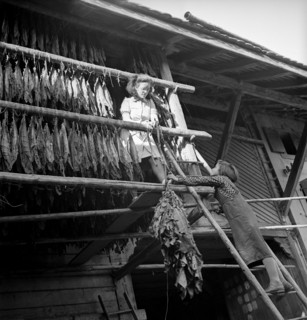 Drying tobacco leaves in the Vallée de la Broye, around 1940