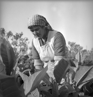 Harvesting tobacco in the Vallv©e de la Broye, around 1940 .