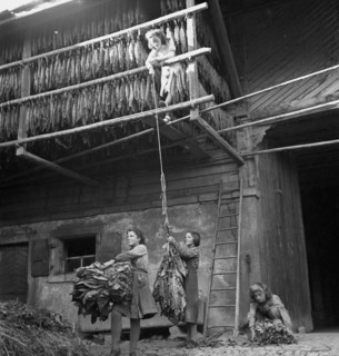 Drying tobacco leaves in the Vallée de la Broye, around 1940