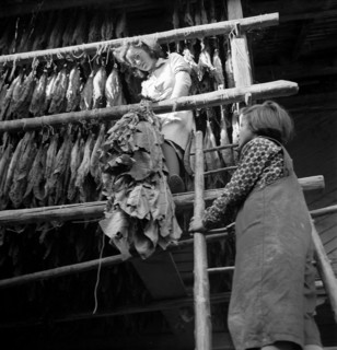 Drying tobacco leaves in the Vallv©e de la Broye, around 1940 .