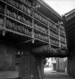 Drying tobacco leaves in the Vallv©e de la Broye, around 1940 .