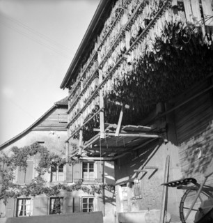 Drying tobacco leaves in the Vallée de la Broye, around 1940