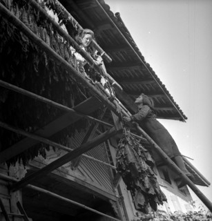 Drying tobacco leaves in the Vallv©e de la Broye, around 1940 .