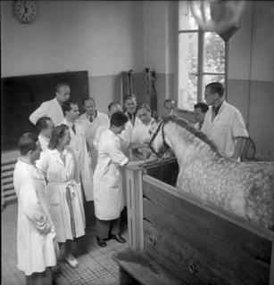 Veterinary students examine a horse, 1950 .