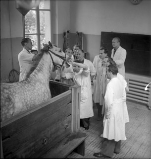 Veterinary students examine a horse, 1950 .