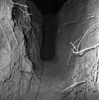Dog tragedy in a fox-hole near Ammerswil AG, 1962: The digged hole