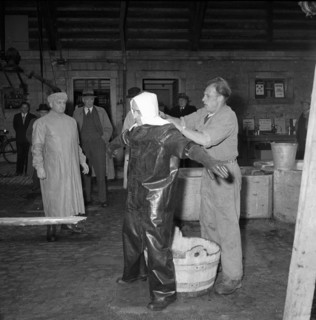 Measures against foot-and-mouth disease, 1953