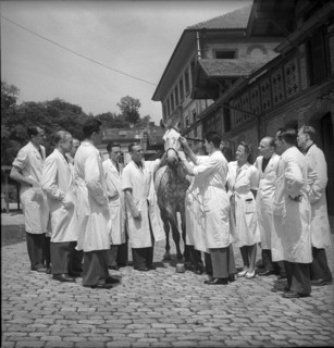 Veterinary students examine the eye of a horse, 1950