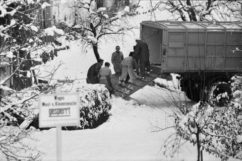 Foot-and-mouth disease Wädenswil 1965: Infected animals were fetched