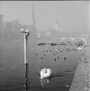 Autumn mood at the Lake Zurich, Zürich ca. 1960
