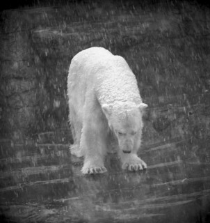 Polar bear at Zoo Zurich 1967.