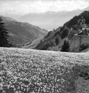 Wild Montreux narcissus in Les Avants, um 1955.