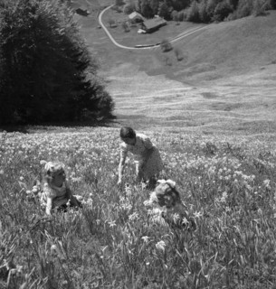 Woman and girls picking wild Montreux narcissus in Les Avants, um 1955.