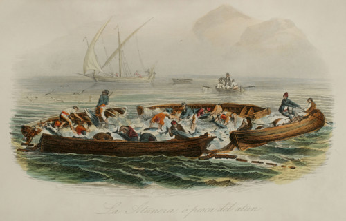 Tuna fishing. Drawing by Edouard Travies. Handcoloured engraving by Beyer. Chromolithography. ""Los