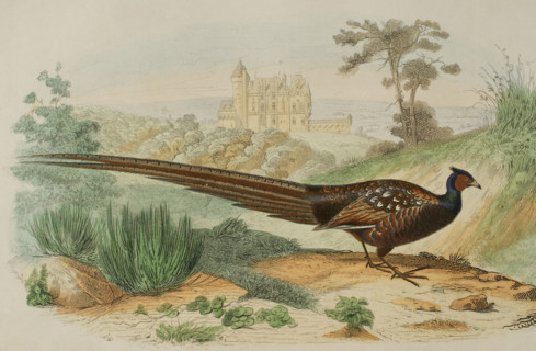 Pheasant. Drawing by Edouard Travies. Handcoloured engraving by Fournier. Chromolithography. ""Los