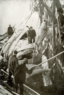 This photograph from the early 1900s shows Whaling in Baffin Bay. The whalers are taking the