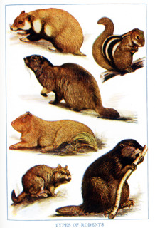 Shown here are various types of rodents. From left to right, top to bottom, they are:  European