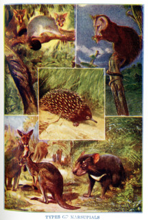 This 1917 illustration shows: Types of Marsupials. They are from top to bottom, left to right: