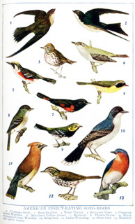 This 1917 illustration shows: American Insect-Eating Songbirds. 1. Chimney Swift, 2. Barn Swallow,