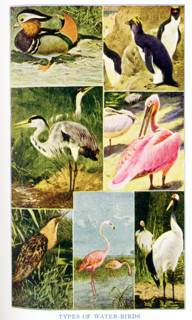 This 1917 illustration shows Types of water Birds. They are from top to bottom, left to right: