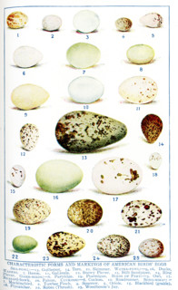 This 1917 illustration shows the Characteristic Forms and Markings of American Birds' Eggs. They