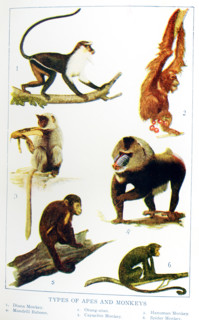This 1917 illustration shows: Types of Apes and Monkeys They are from left to right, top to bottom: