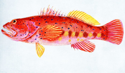 The caption for this 1917 image reads: “Western Australian Scarlet Rock Cod. A member of the