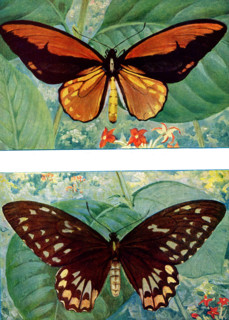 The caption for this 1917 image reads: “Croesus Bird-Winged Butterfly male - Molucca. Croesus