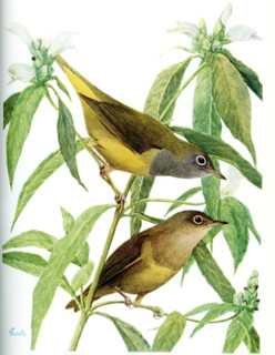 The 1917 caption reads: Connecticut Warbler Oporornis agilis (Wilson). An Adult is to the left and