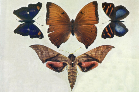 Specimens of Butterflies
