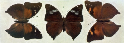 Specimens of Butterflies
