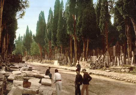 Cypresses And Road