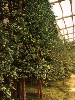 A Lemon Tree