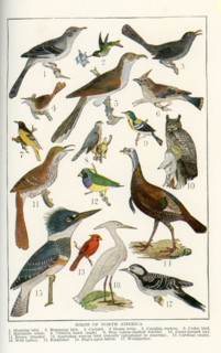 The birds shown here in the early 1920s illustration are all birds of North America. They are, from