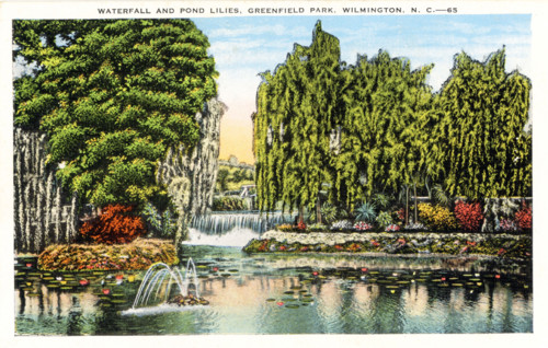Waterfall and Pond Lilies, Greenfield Park, Wilmington North Carolina; This is one of many