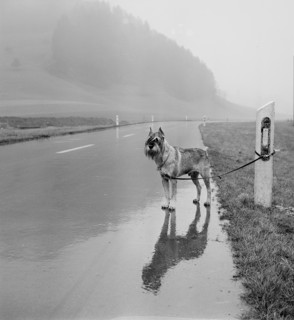 Dog tethered to side of the road 1969.