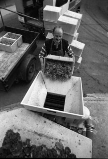 Epesses; grape harvest; 1971.