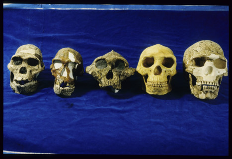 Different Skulls, National museum Kenya 1984
