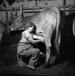 Farmer Milking a Cow, 1945.