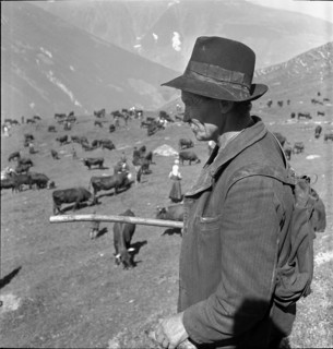 Leading the cattle to the Alpine pastures in the Valais, 1942.