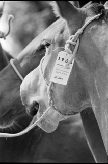 63th Marche-Concours Saignelegier, horse's head 1966.
