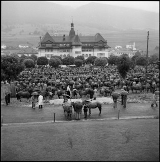 Horse market of Chaindon-Reconvilier, schoolhouse, 1956.