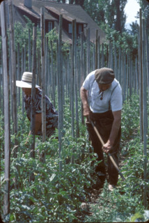 Tomato cultivation in canton Valais 1980.